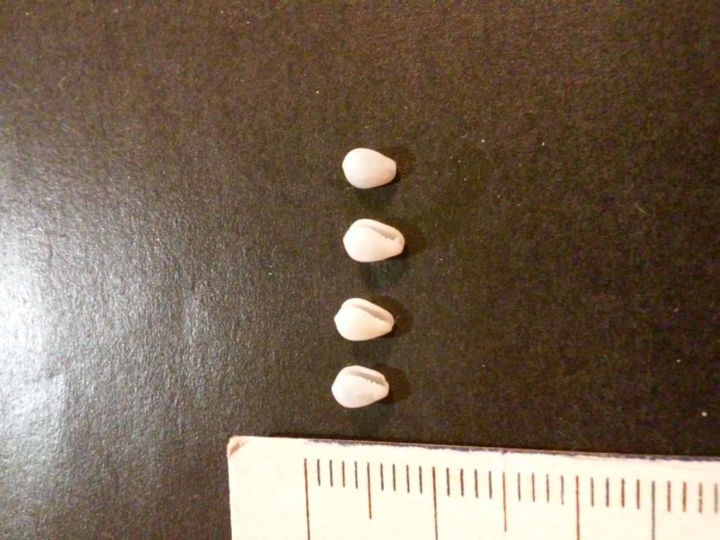 gibberula miliaria ?